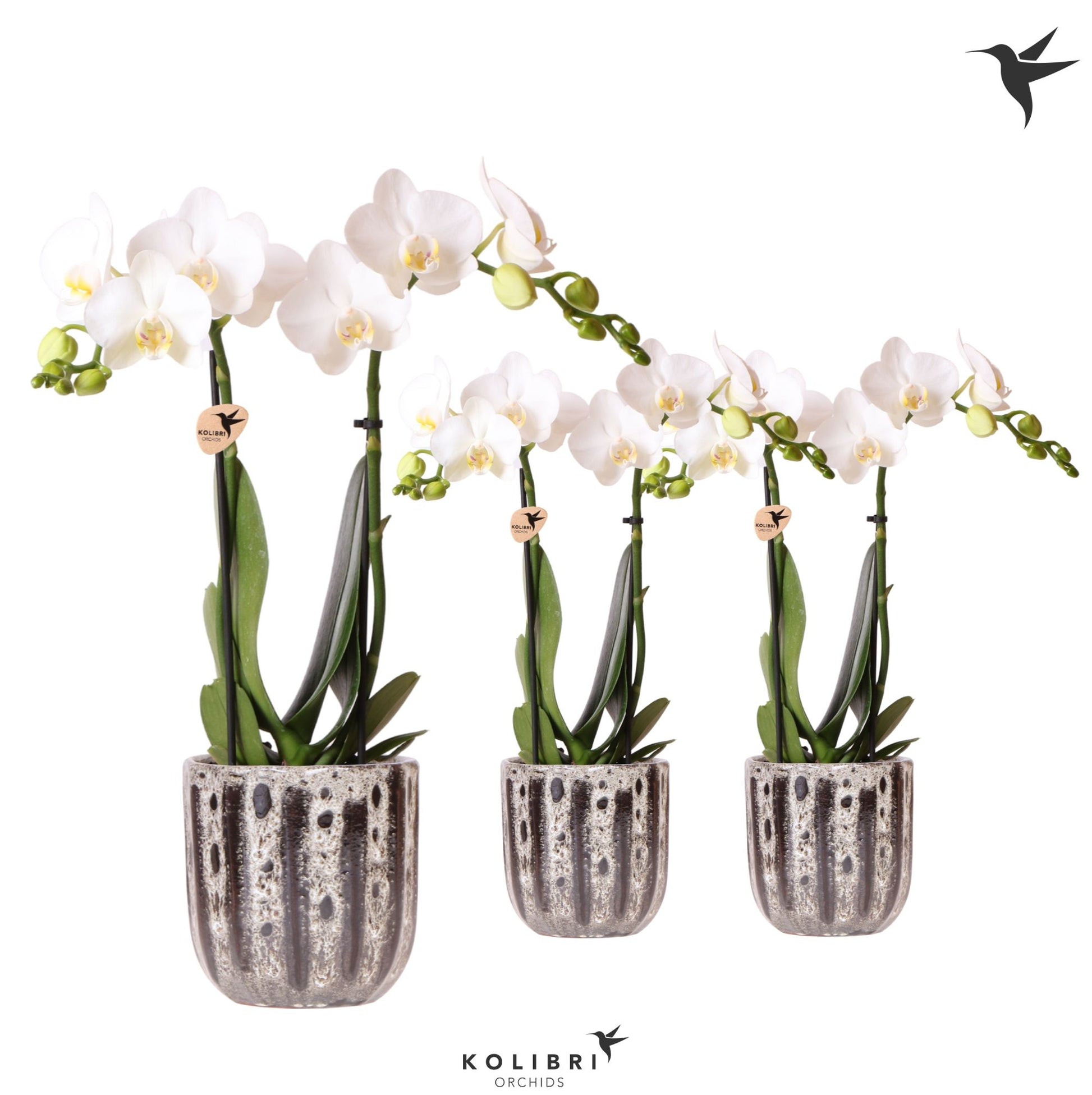 Phalaenopsis mf. white (+ drp.ceramic) 40cm 9cm Pot