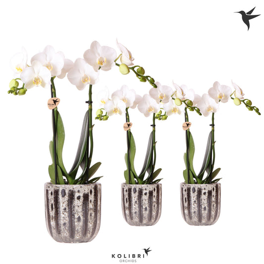 Phalaenopsis mf. white (+ drp.ceramic) 40cm 9cm Pot