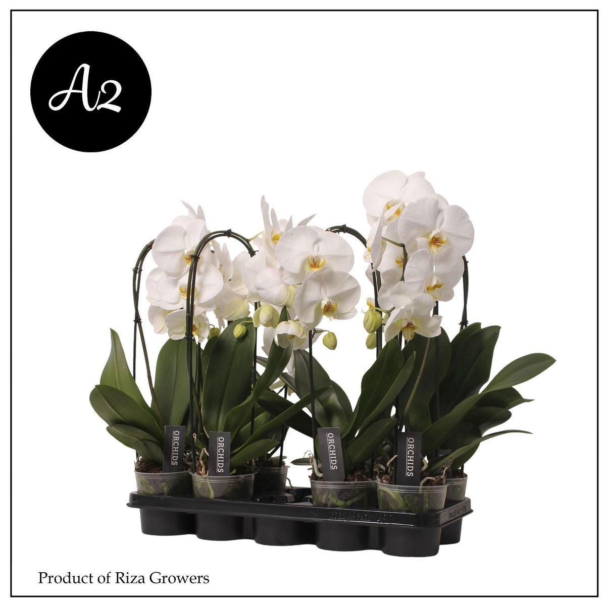 Phalaenopsis Tokyo 45cm 12cm Pot