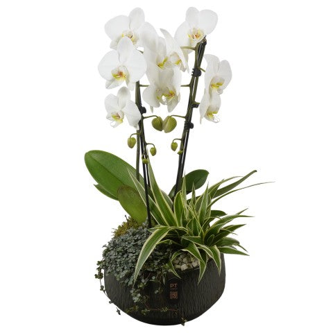 PTIB5358 Arrangementen kamerplanten 60cm 24cm Pot
