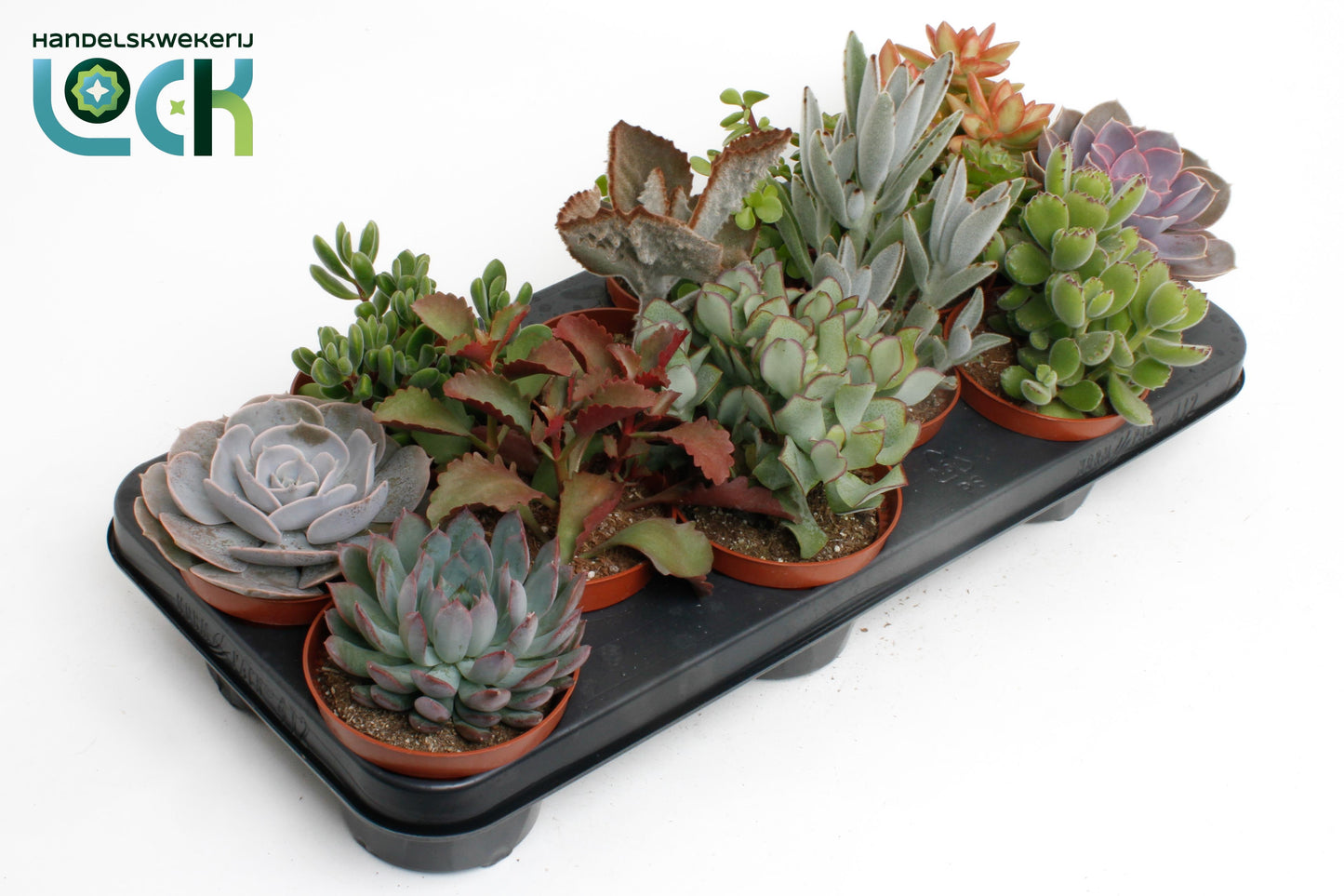 Succulenten mix 15cm 10.5cm Pot