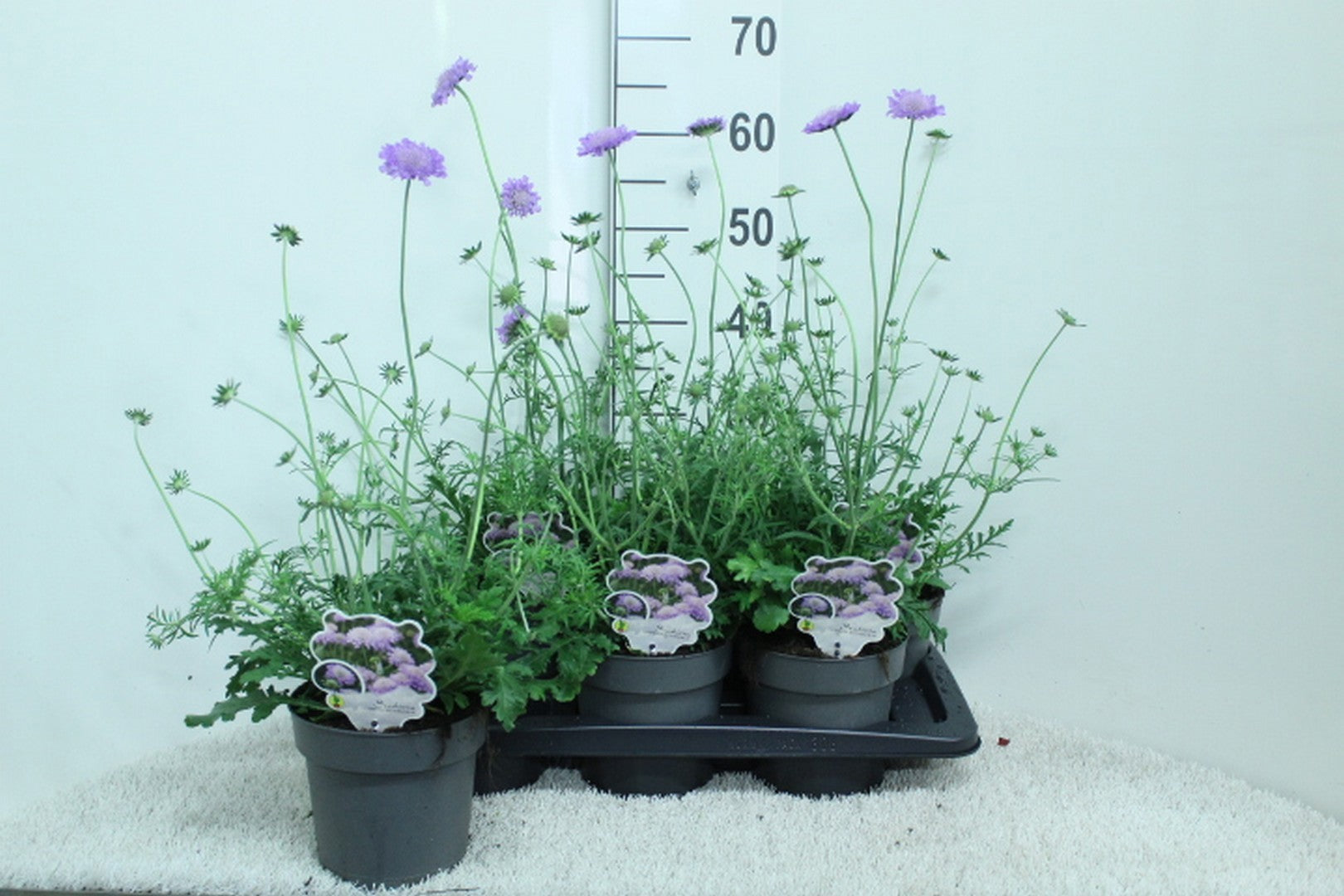 Scabiosa col. Butterfly Blue 65cm 17cm Pot