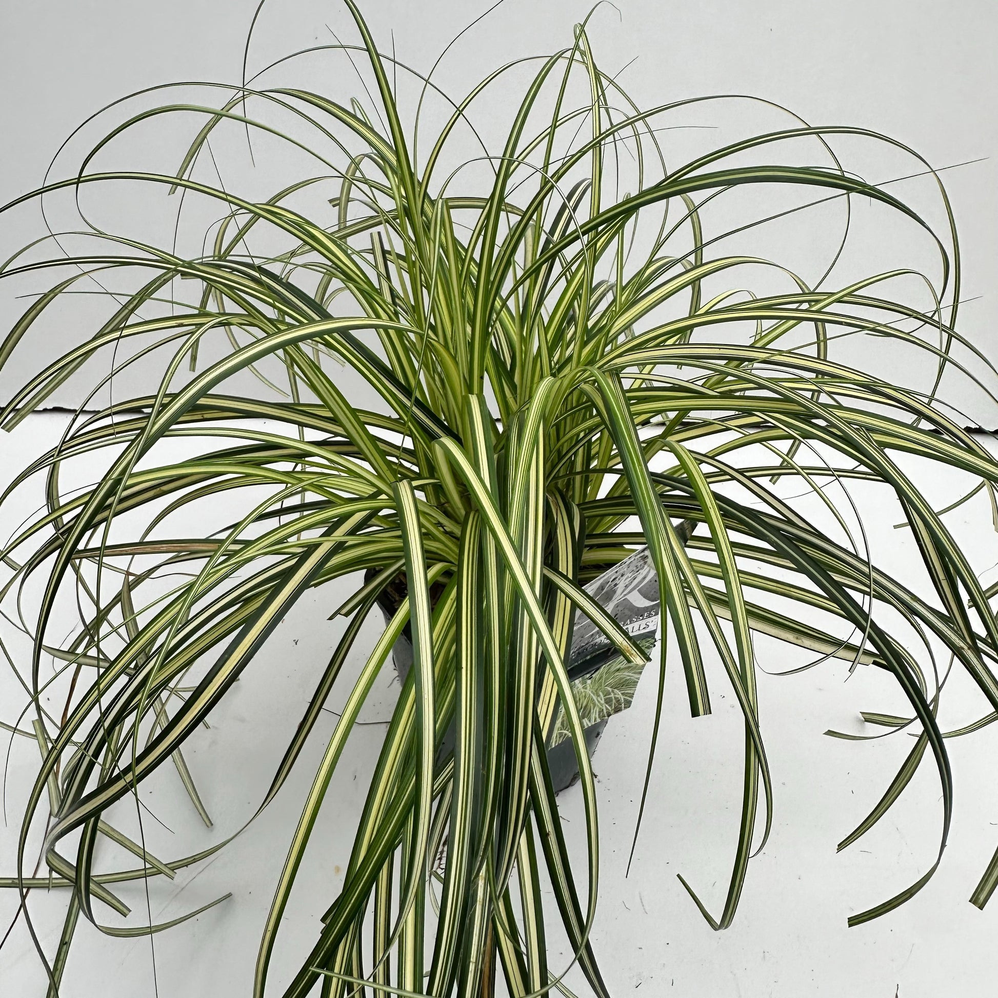 Miscanthus sinensis 30cm 17cm Pot