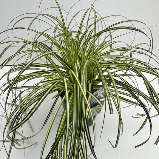 Miscanthus sinensis 30cm 17cm Pot