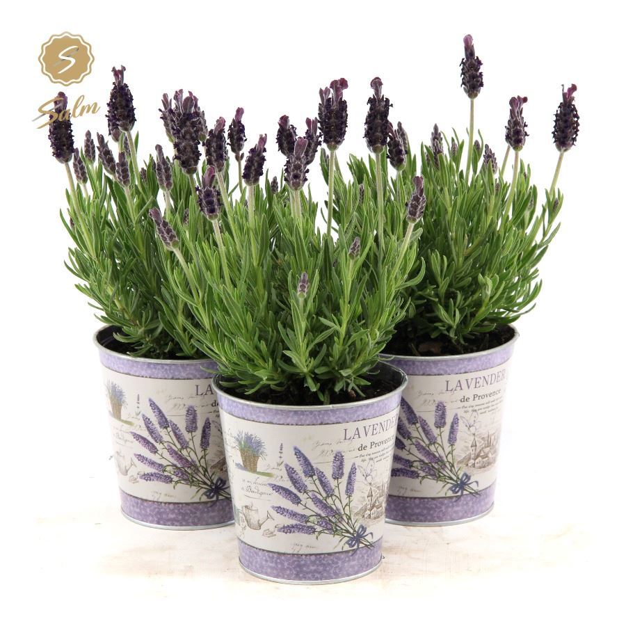 Lavan. Anouk (+drp.Zinc Lavender) 37cm 12cm Pot