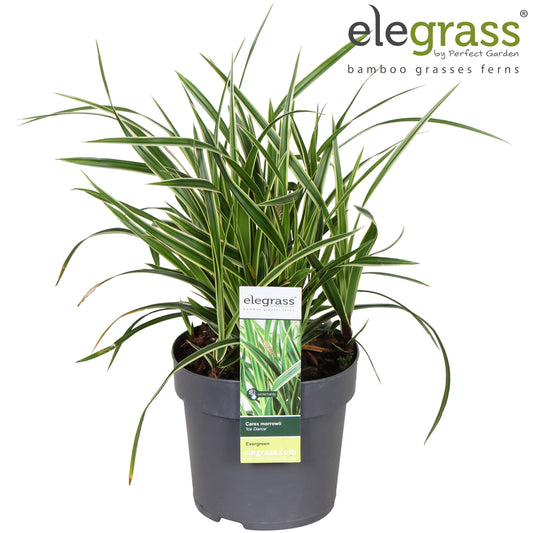 Carex morrowii Ice Dance 35cm 14cm Pot