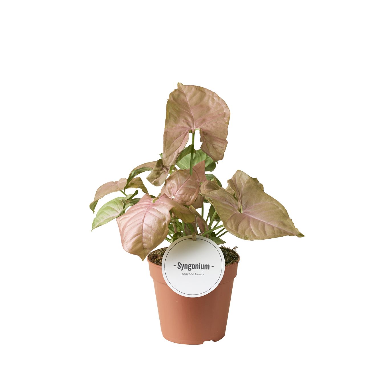 Syngonium Hybrid 25cm 12cm Pot