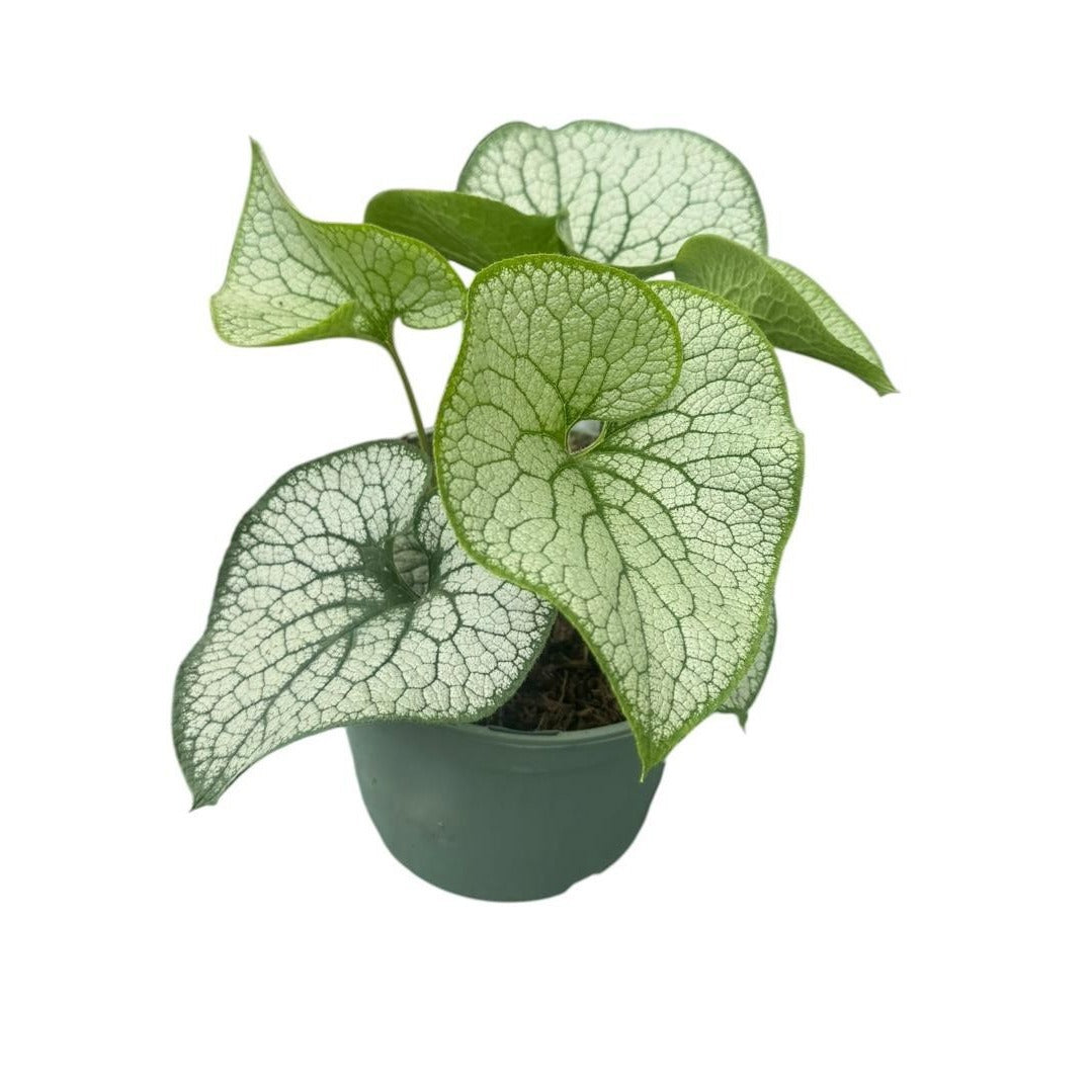 Brunnera macr. Jack of Diamonds 35cm 19cm Pot