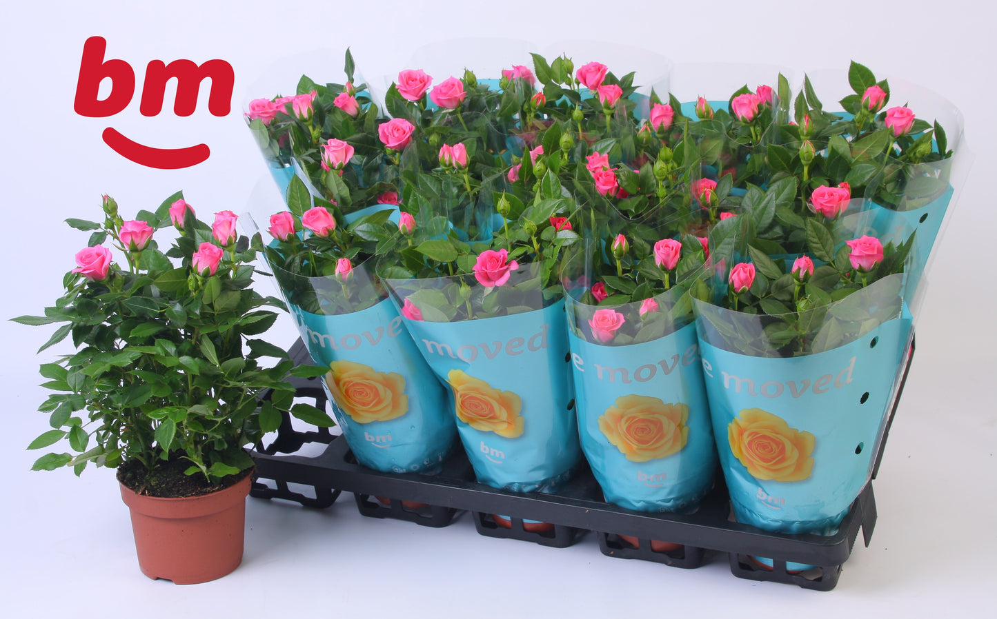 Rosa Jewel Sparkling 25cm 510cm Pot