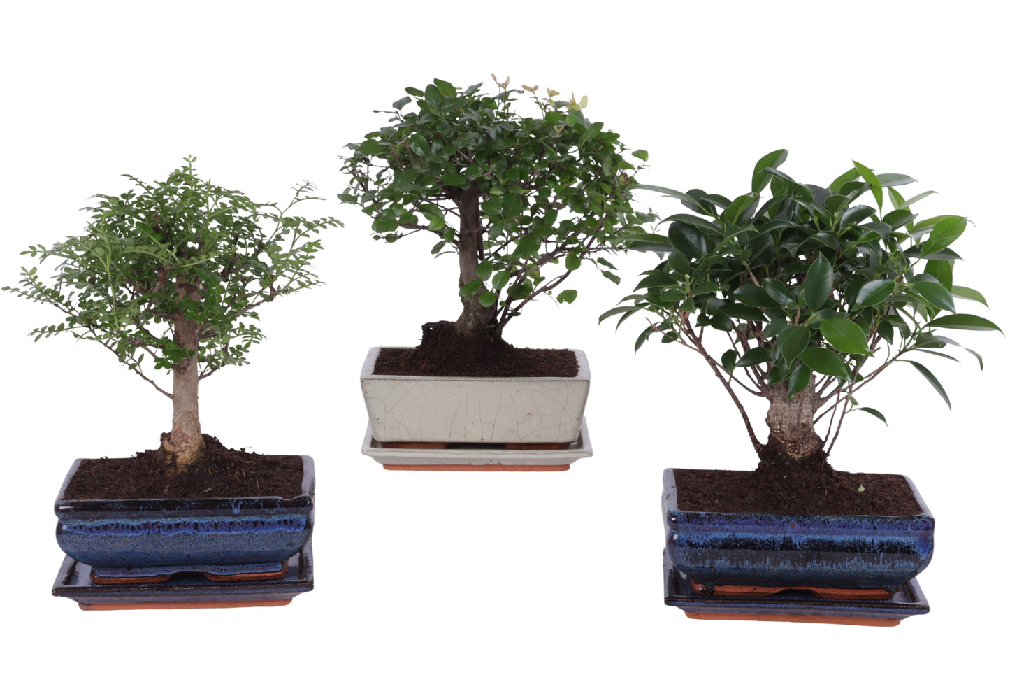 Bonsai mix ball shape 30cm 20cm Pot