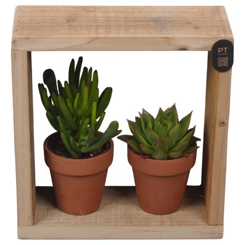 PTSUT8935 Arrangementen kamerplanten 21cm 19cm Pot
