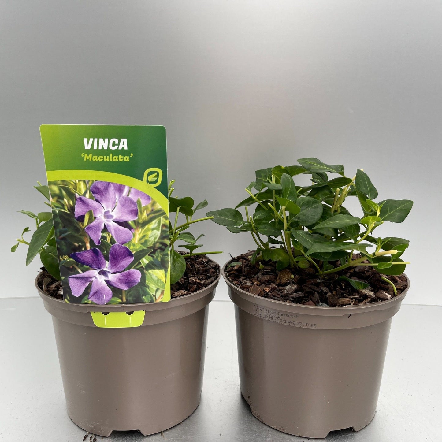 Vinca major Maculata 20cm 17cm Pot