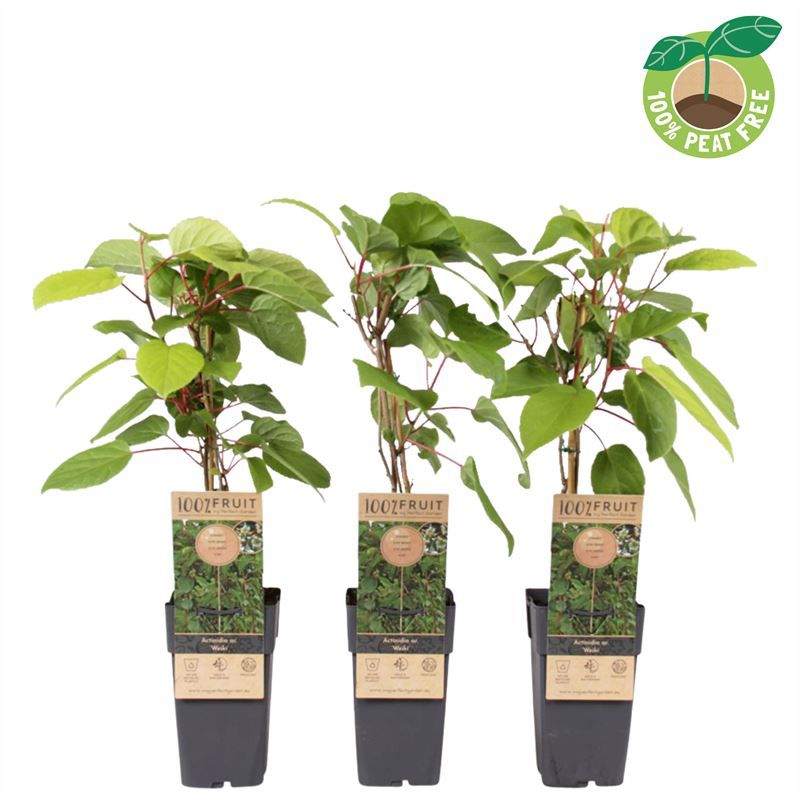 Actinidia arg. Weiki (male) 50cm 15cm Pot