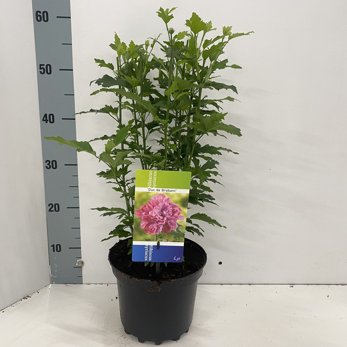 Hibiscus syr. Duc de Brabant 50cm 19cm Pot