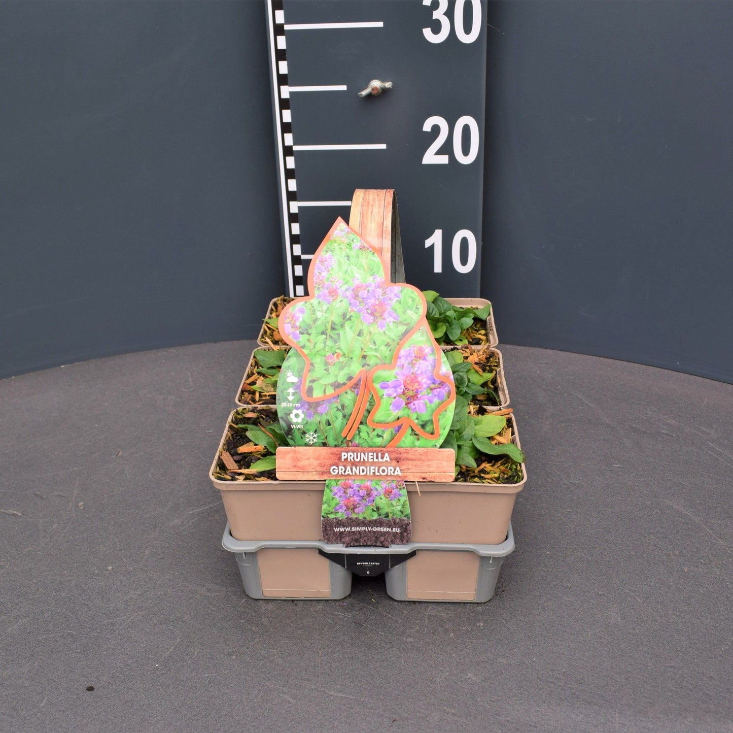 Prunella grandiflora 5cm 9cm Pot