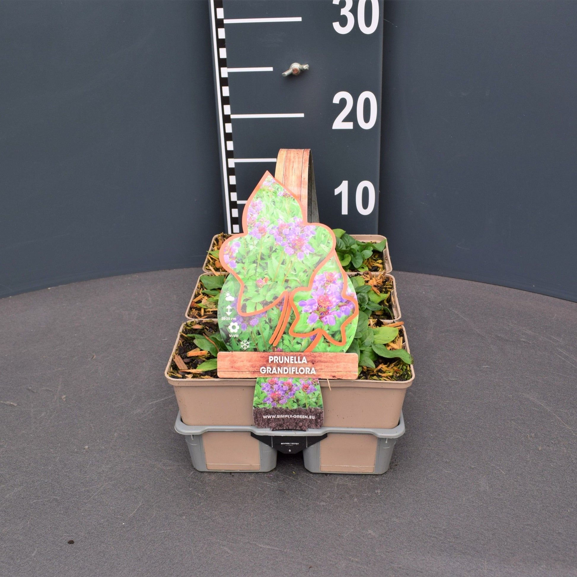 Prunella grandiflora 5cm 9cm Pot