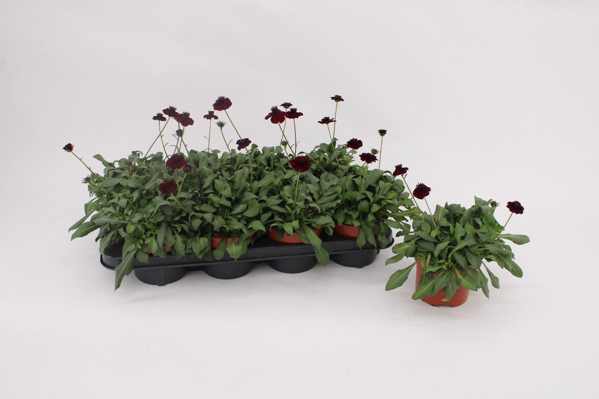 Cosmos Chocomocha 25cm 13cm Pot