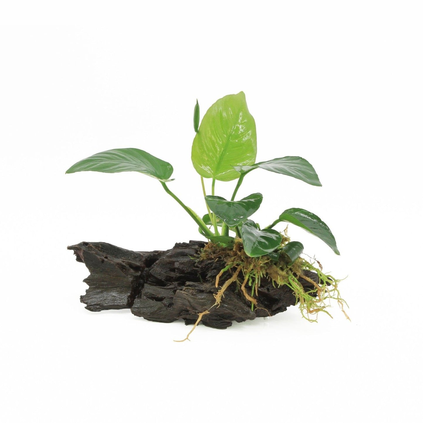 Anubias barteri 10cm 2cm Pot
