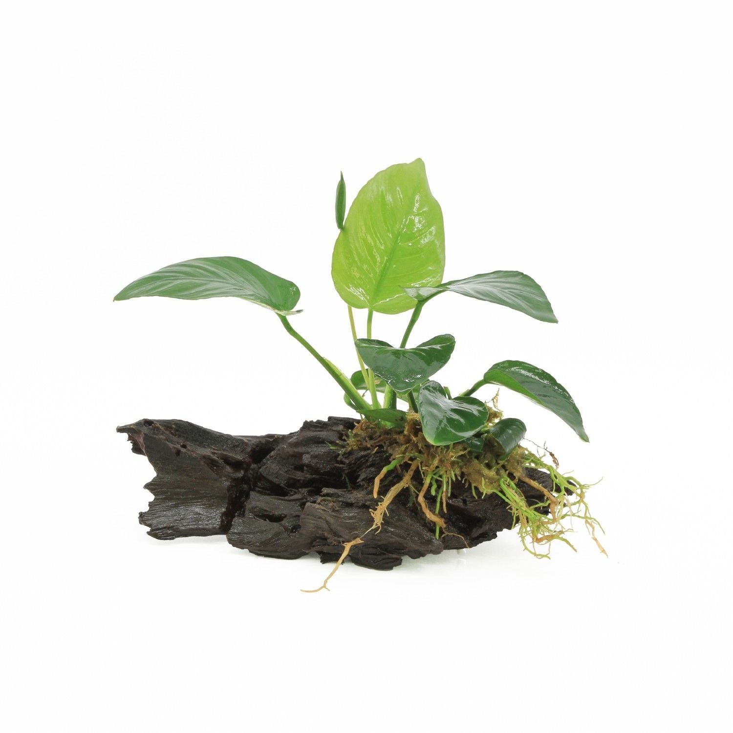Anubias barteri 10cm 2cm Pot