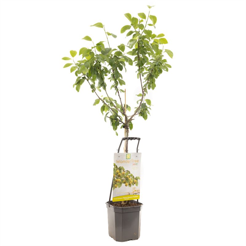 Prun. d. Reine-Claude d'Oullins Halfstam 150cm 24cm Pot