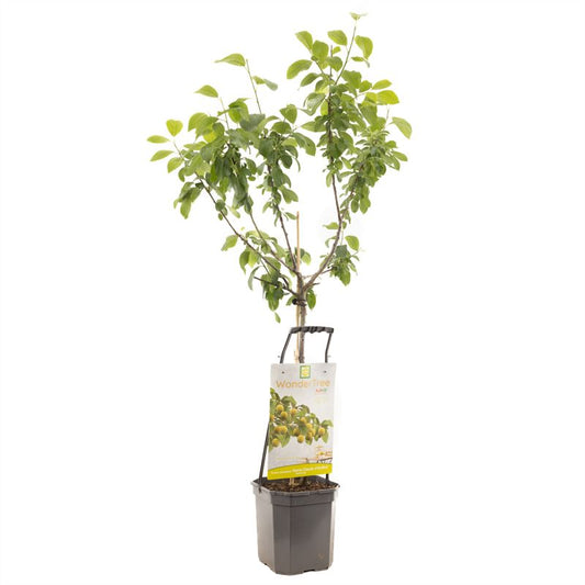 Prun. d. Reine-Claude d'Oullins Halfstam 150cm 24cm Pot