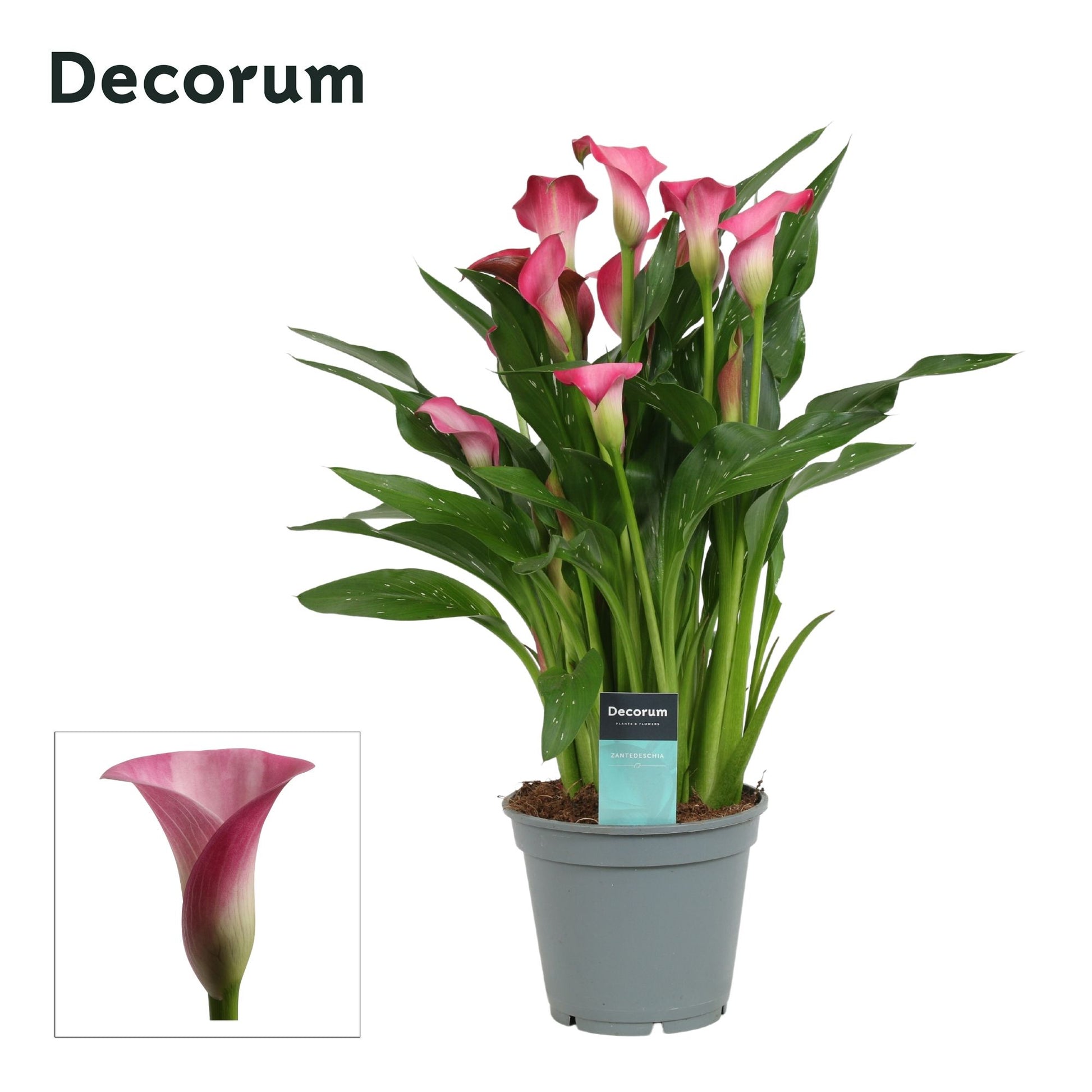 Zantedeschia Zazu 45cm 17cm Pot