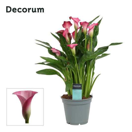 Zantedeschia Zazu 45cm 17cm Pot