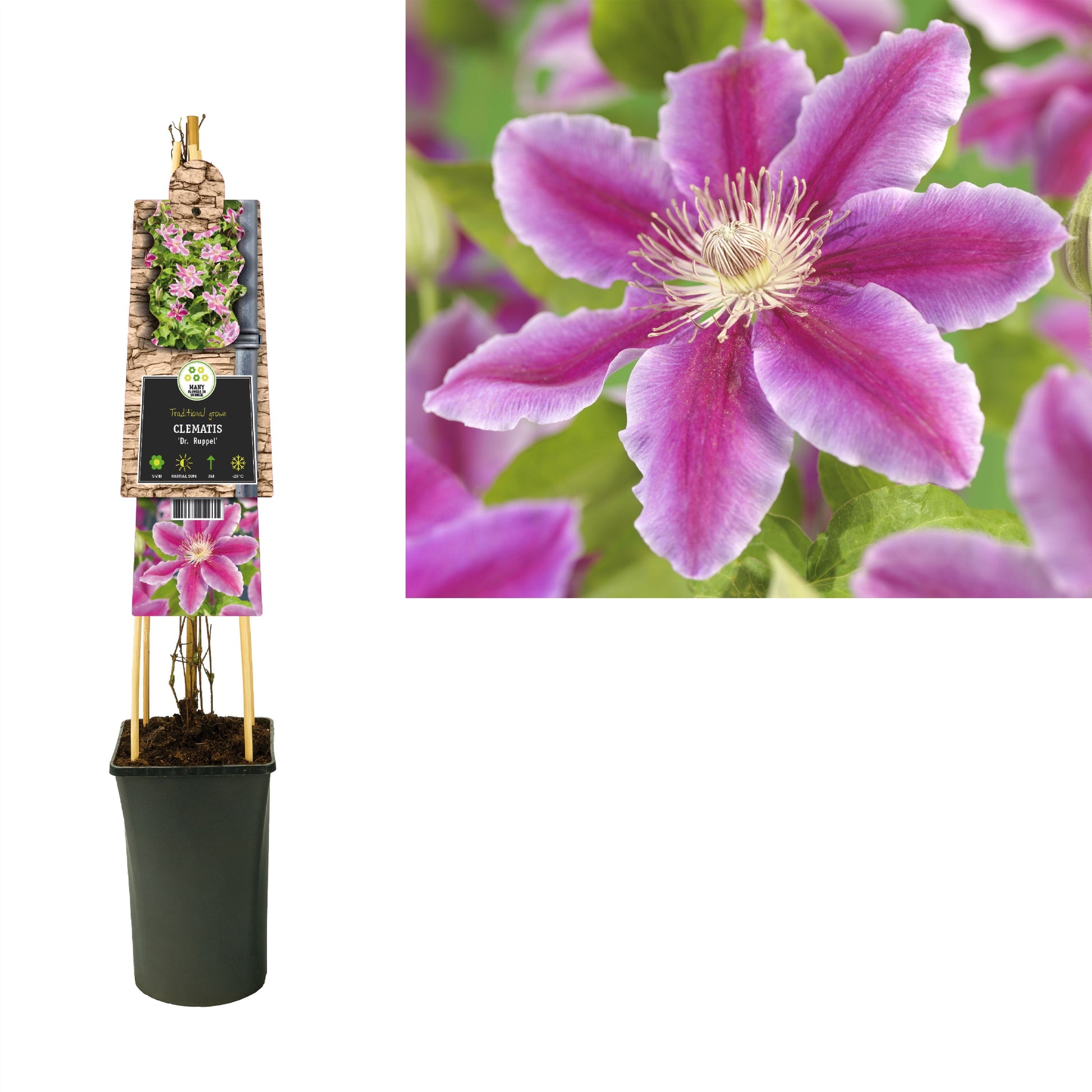 Clematis pat. Dr Ruppel 75cm 17cm Pot