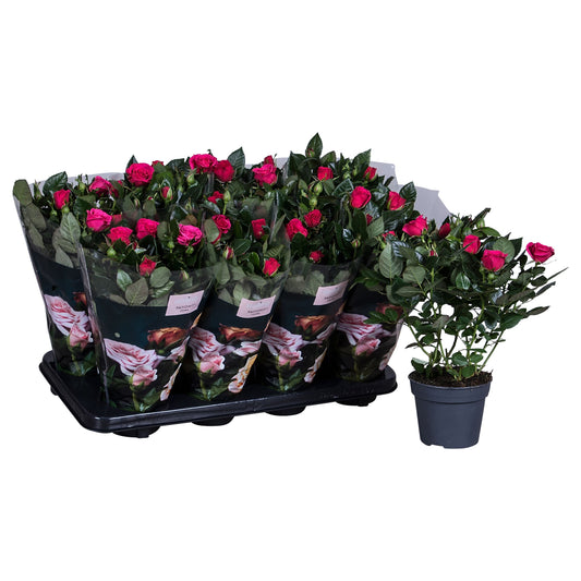 Rose Patiohit dark pink 36cm 13cm Pot
