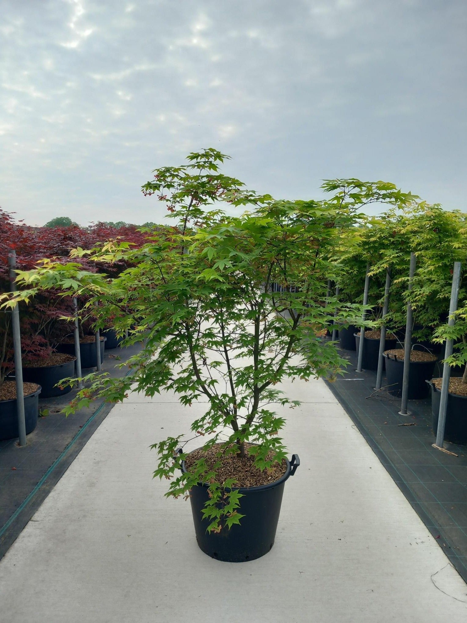 Acer palm. Osakazuki 180cm 60cm Pot