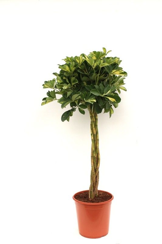 Schefflera arb. Gold Capella 150cm 24cm Pot
