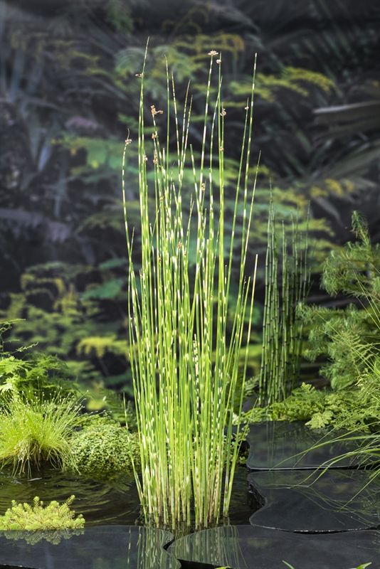 Scirpus tab. 'zebrinus' (18x18) 30cm 18cm Pot