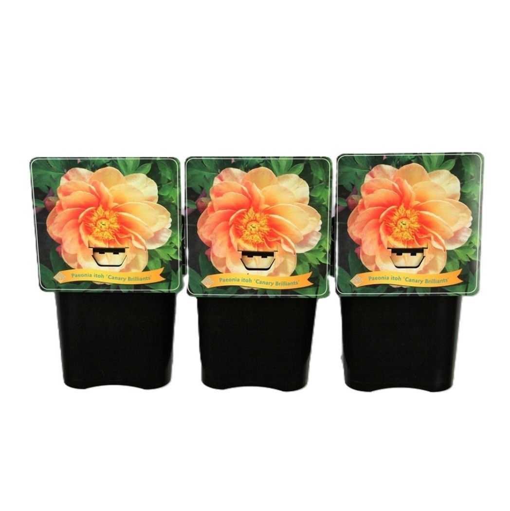 Paeonia Itoh Canary Brilliant 35cm 21cm Pot