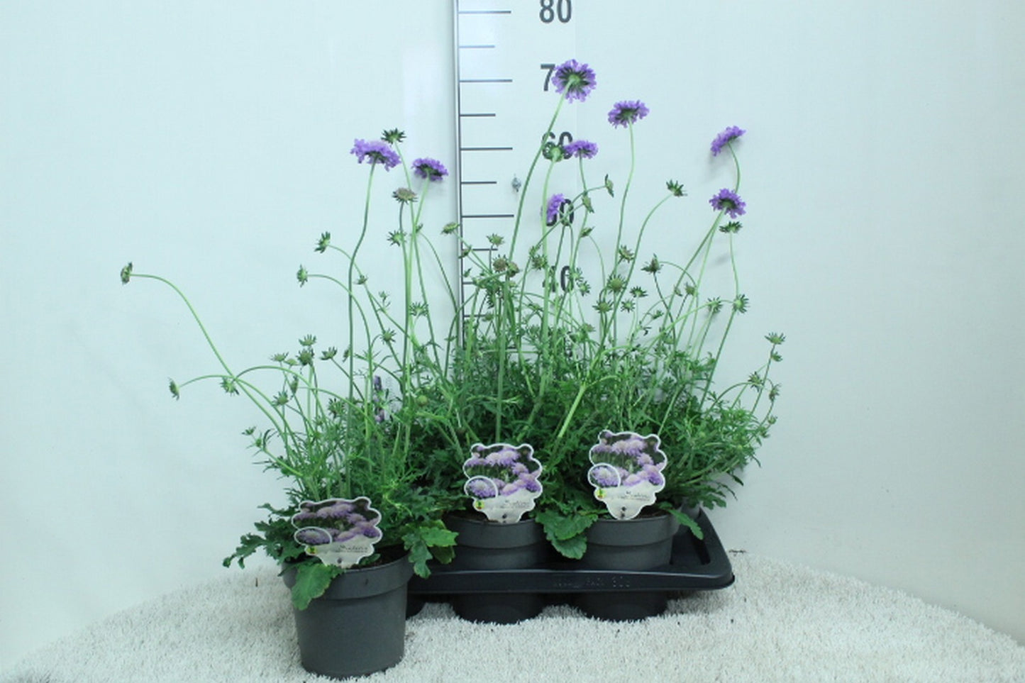 Scabiosa col. Butterfly Blue 70cm 17cm Pot