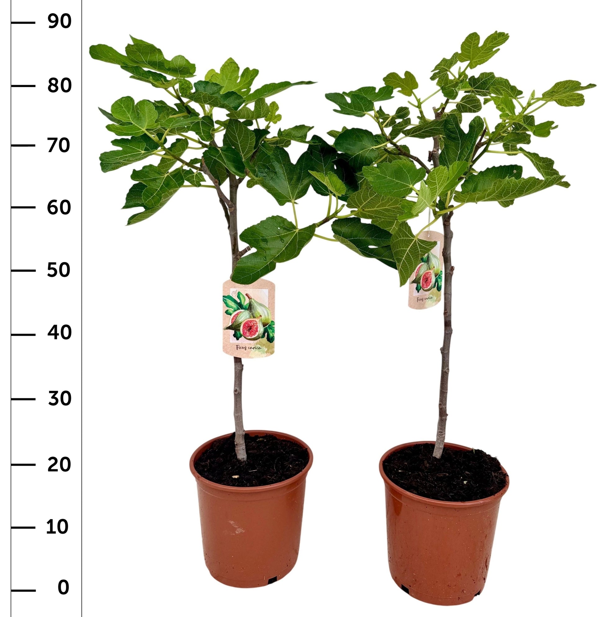 Ficus carica ("Fig") 90cm 21cm Pot