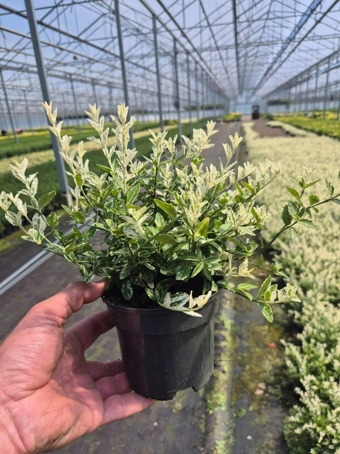 Euonymus for. Harlequin 25cm 13cm Pot
