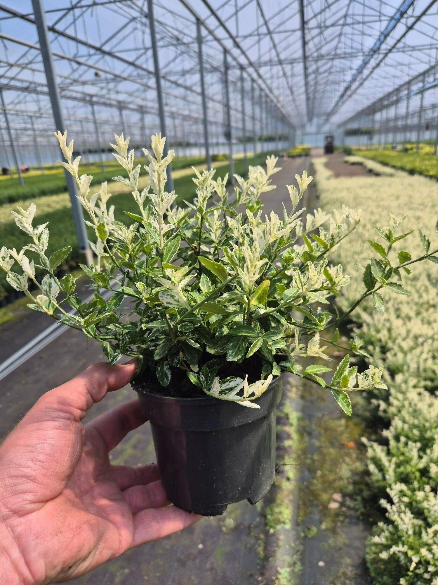 Euonymus for. Harlequin 25cm 13cm Pot