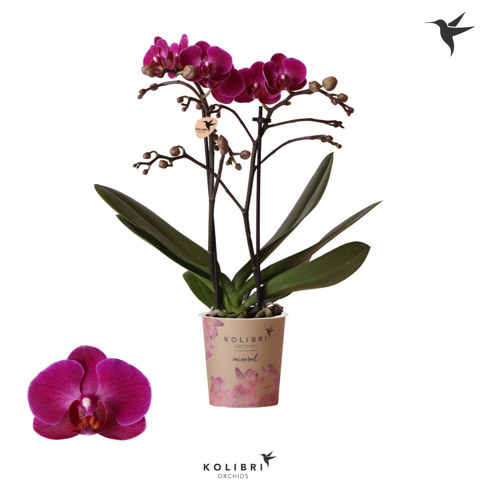 Phalaenopsis mf. Morelia 40cm 9cm Pot