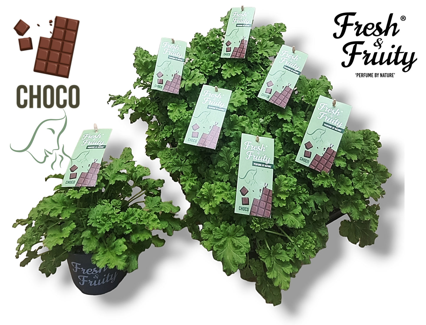 Pel. Fresh&Fruity Choco Fresh 20cm 12cm Pot