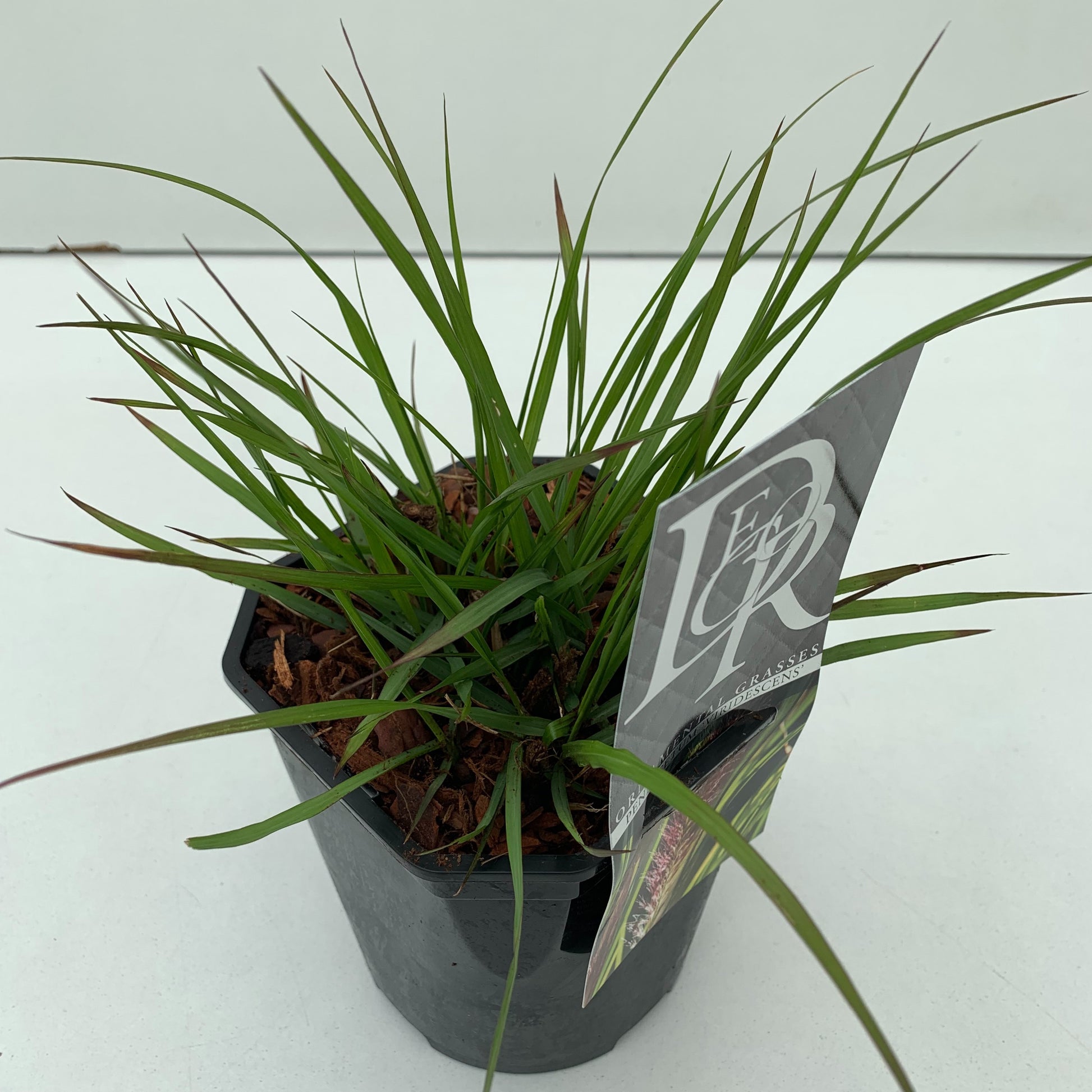 Pennisetum Viridescens 30cm 17cm Pot
