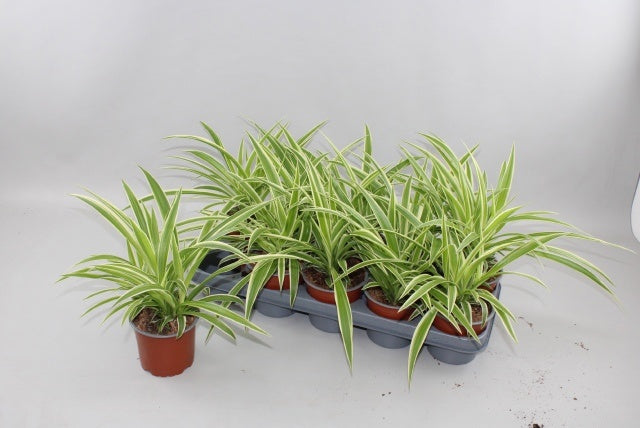 Chlorophytum comosum 30cm 12cm Pot