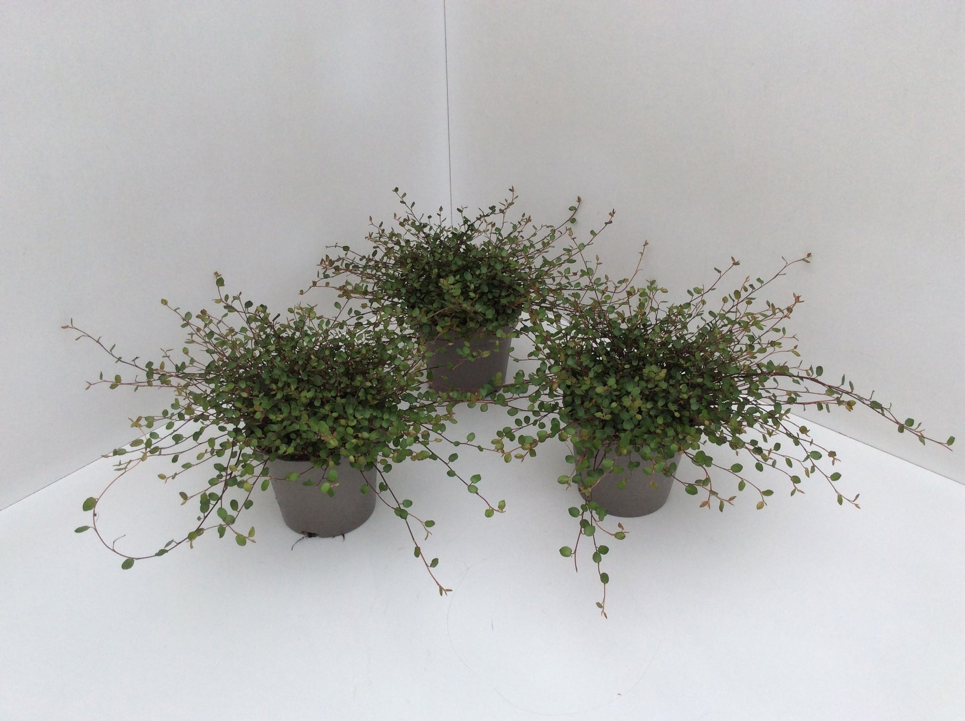 Baumann, Walter Muehlenbeckia com. Mao'ri Pack of 8