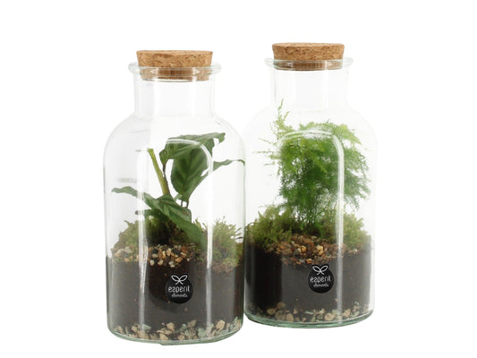 Glass Terrarium 20cm 10cm Pot