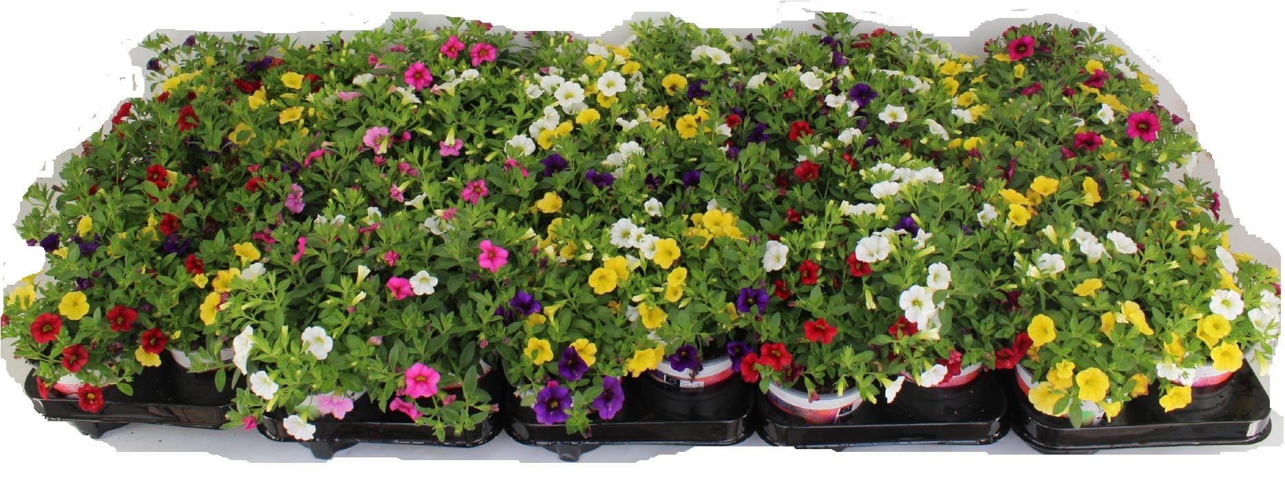 Calibrachoa Confetti Hawaiian Trio 25cm 13cm Pot