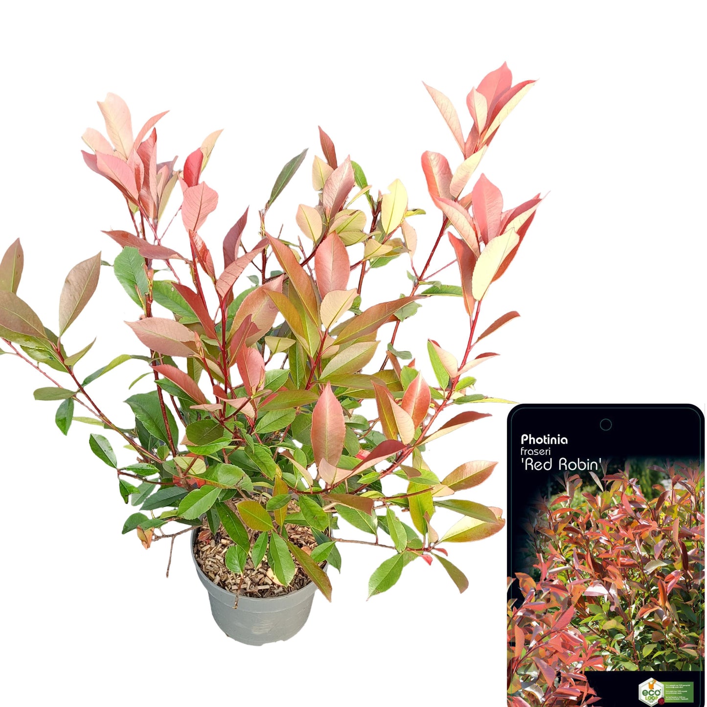 Photinia fra. Red Robin 85cm 23cm Pot