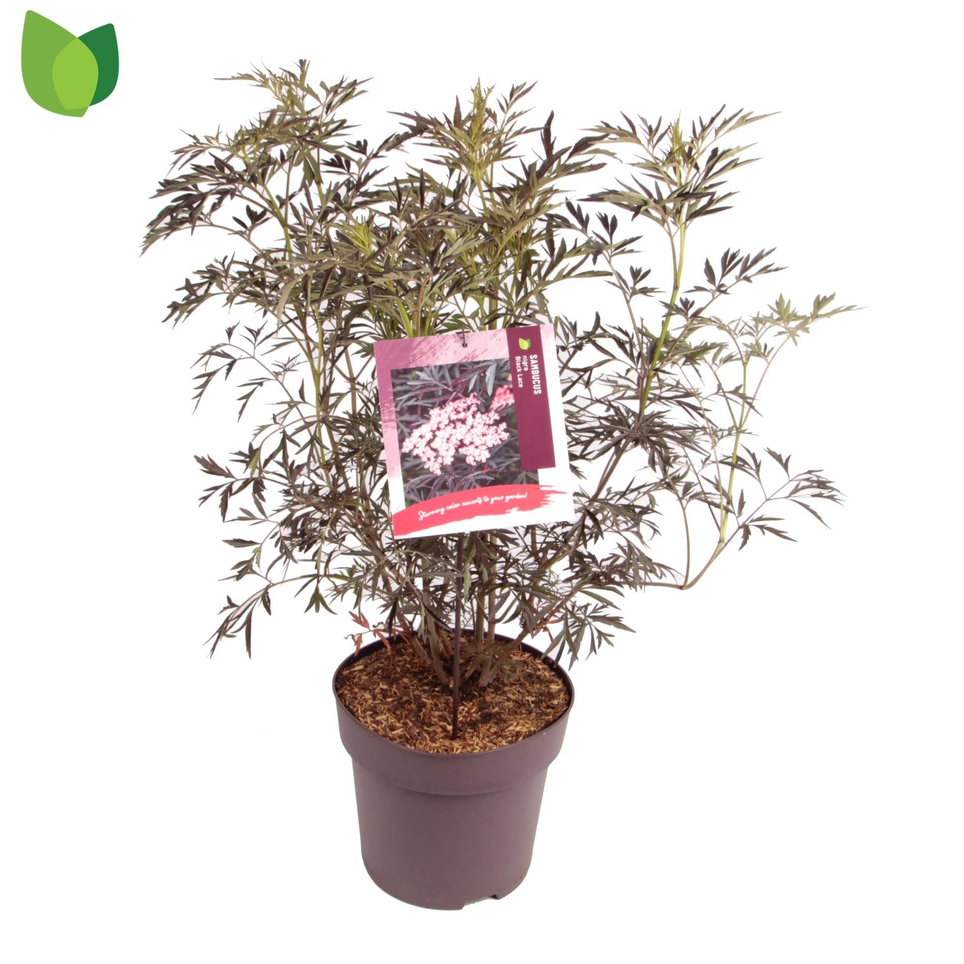 Sambucus nigra Black Lace 75cm 29cm Pot