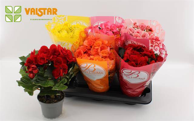 Begonia mix bellisima hoes 30cm 13cm Pot