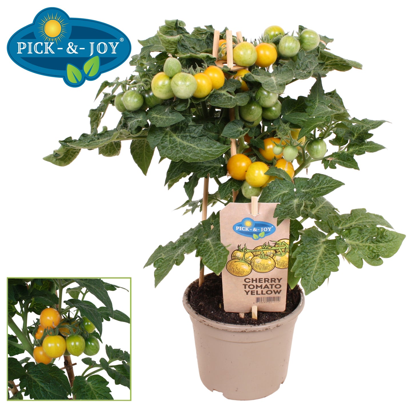 PICK&JOY Cherry Tomato yellow 35cm 14cm Pot