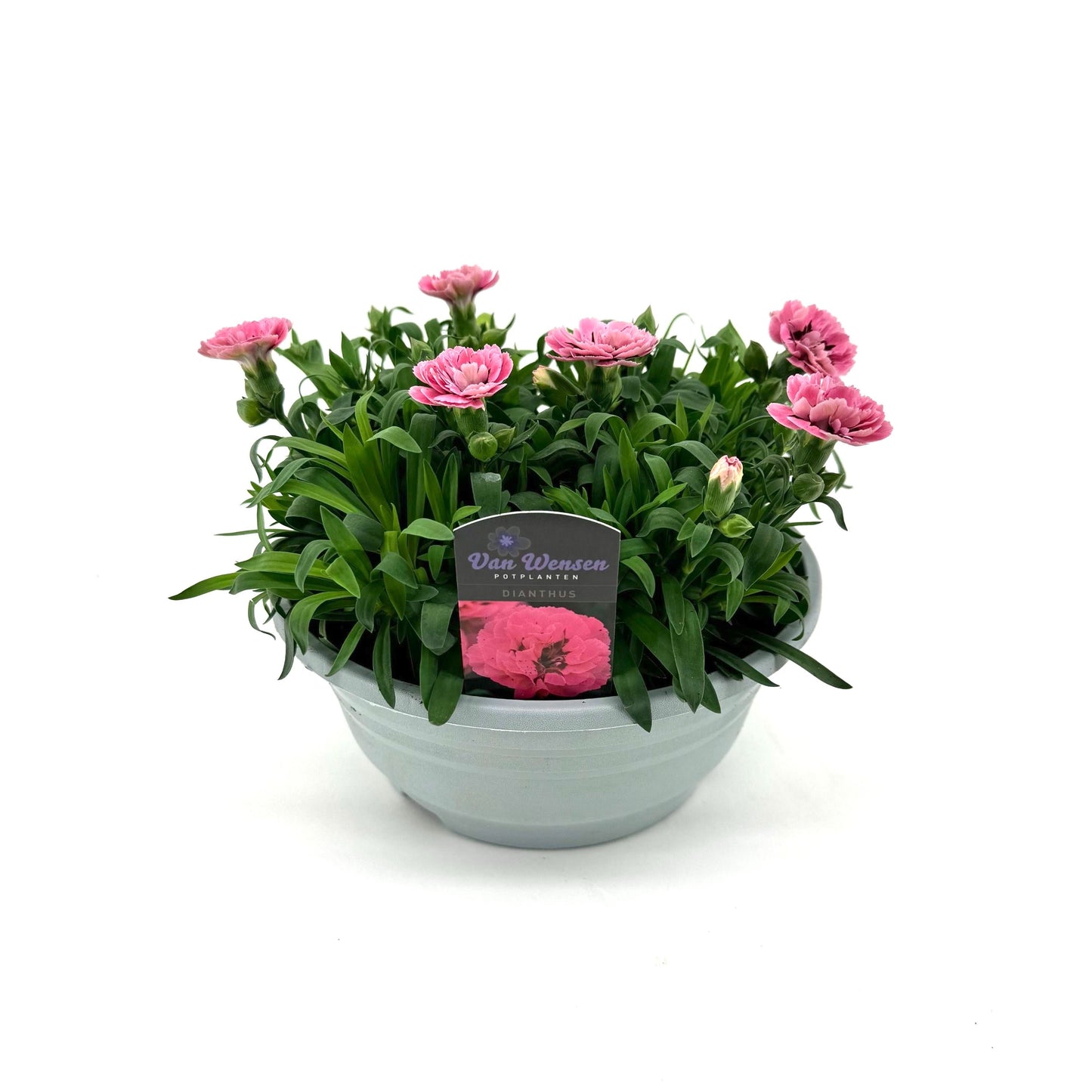 Dianthus Oscar Pink and Purple 22cm 21cm Pot