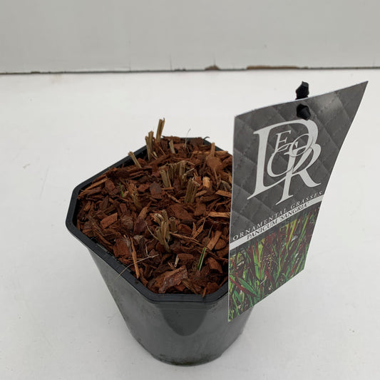 Panicum Sangria 30cm 17cm Pot